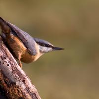 Nuthatch 5 